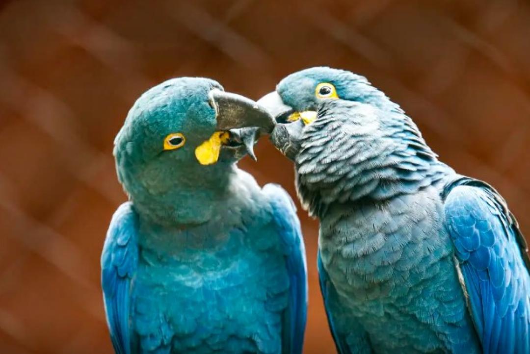Ameaçada de extinção, mais uma arara-azul-de-lear nasce em São Paulo