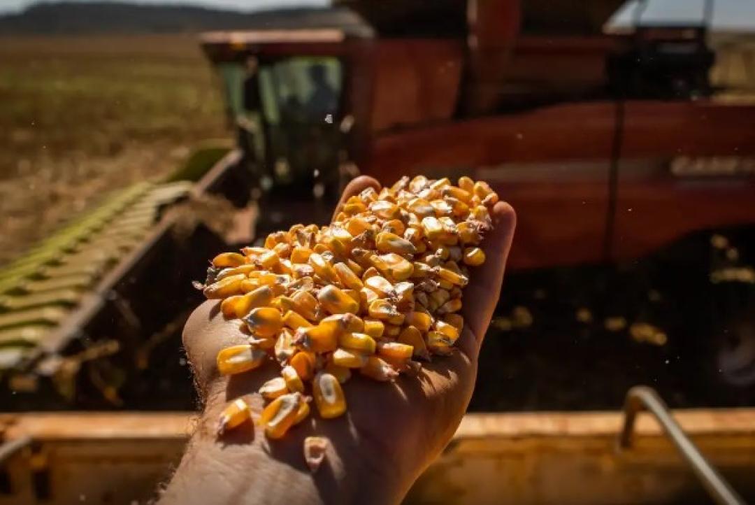 Produção da safra brasileira caiu 7,2% em 2024, estima IBGE