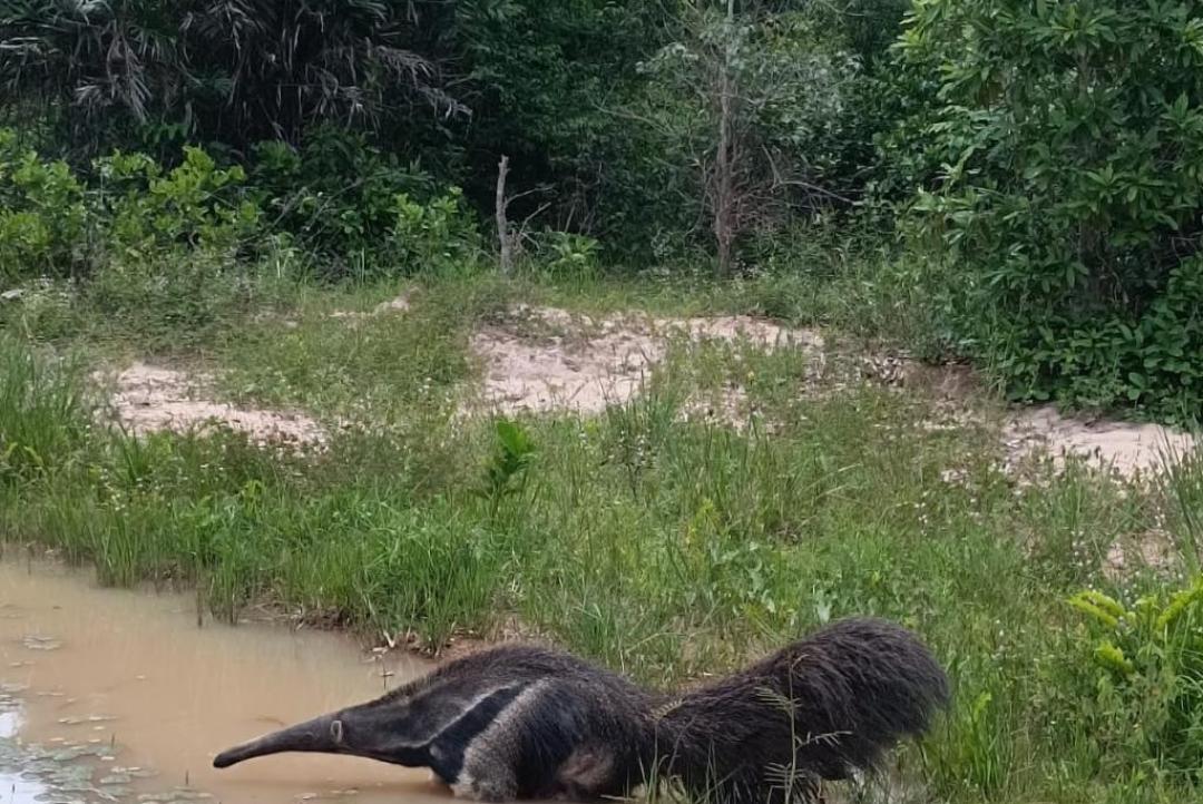 Sema devolve à natureza tamanduá-bandeira resgatado em setembro de 2024