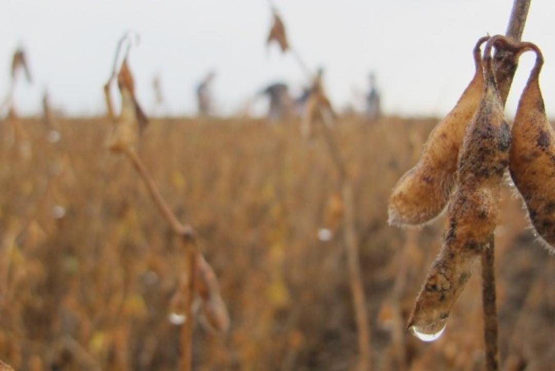 Chuvas intensas comprometem a colheita da soja e geram prejuízos para produtores em MT