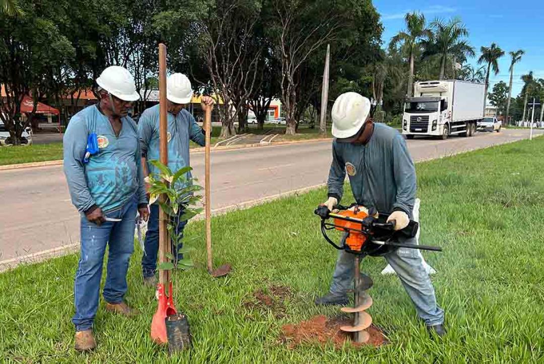Meio Ambiente e Desenvolvimento Sustentável realiza plantio de árvores em avenidas