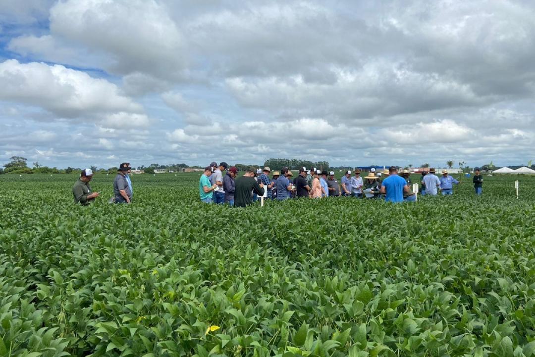 Fundação MT realiza pesquisa de cultivares no município de Alta Floresta