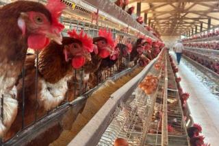 Mato Grosso intensifica protocolos para impedir entrada de gripe aviária no Estado