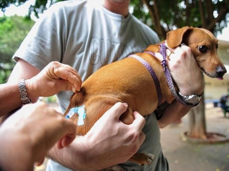 Alta Floresta anuncia campanha antirrábica urbana para cães e gatos